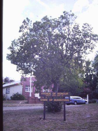 T11441 Ulmus glabra 'Exoniensis'
