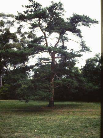 T11444 Pinus sylvestris