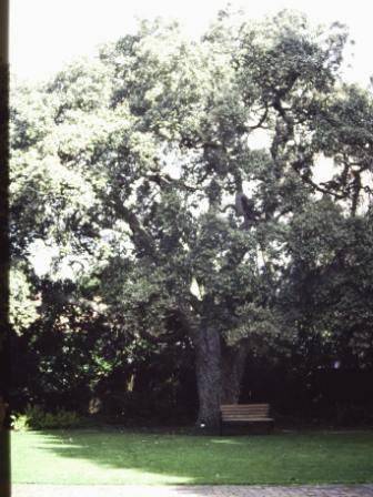 T11445 Quercus suber