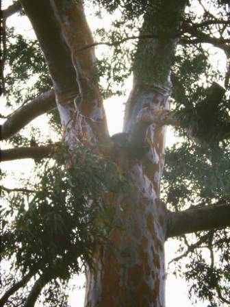 T11447 Angophora costata
