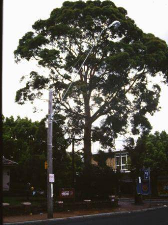 T11447 Angophora costata 