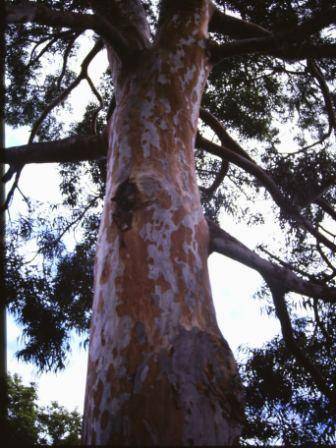 T11447 Angophora costata 