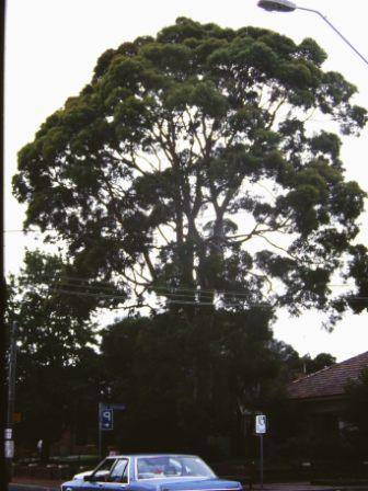 T11447 Angophora costata 