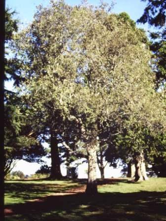 T11452 Quercus leucotrichophora 