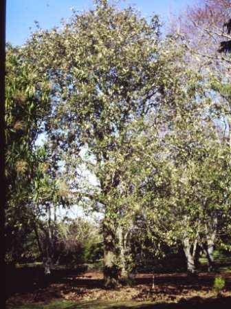 T11452 Quercus leucotrichophora