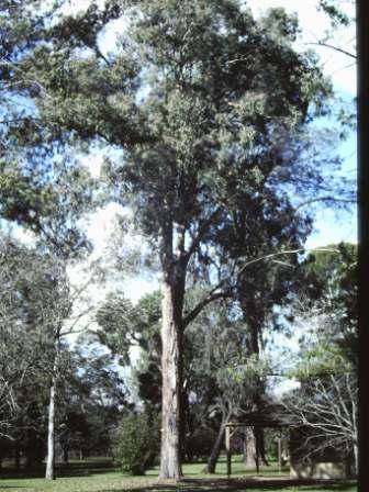 T11456 Eucalyptus longifolia 