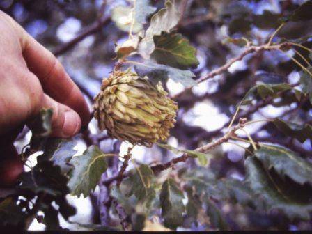 T11471 Quercus macrolepis 