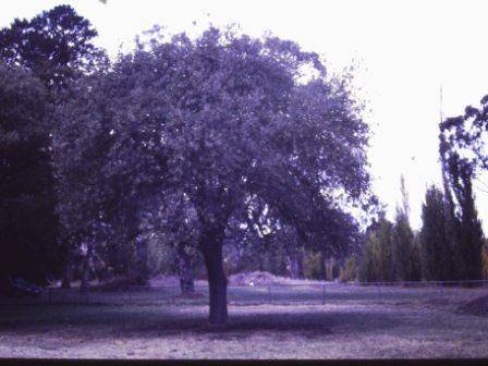 T11471 Quercus macrolepis 