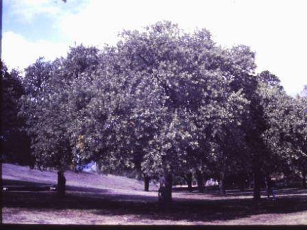 T11471 Quercus macrolepis 