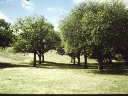 T11471 Quercus macrolepis 