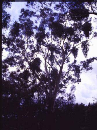 T11473 Eucalyptus leucoxylon  
