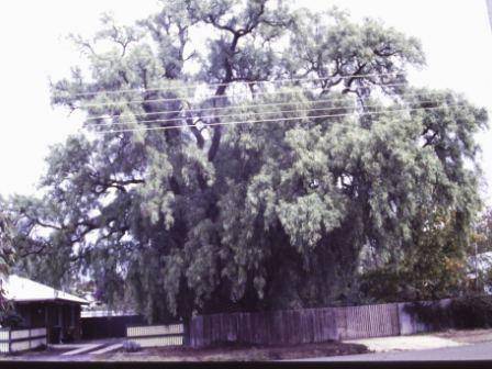 T11474 Schinus molle var areira 