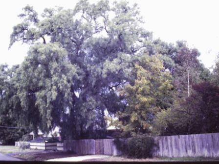 T11474 Schinus molle var areira 