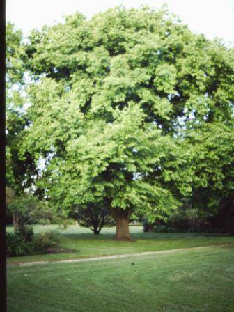 T11495 Ulmus x hollandica vegeta 