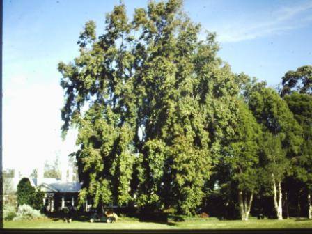 T11508 Quercus Mt Macedon 