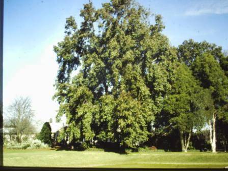 T11508 Quercus Mt Macedon