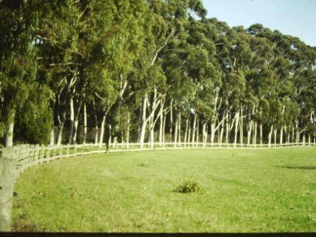 T11509 Corymbia citriodora