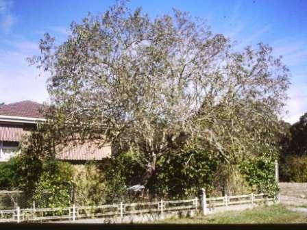 T11515 Prunus pollardii 