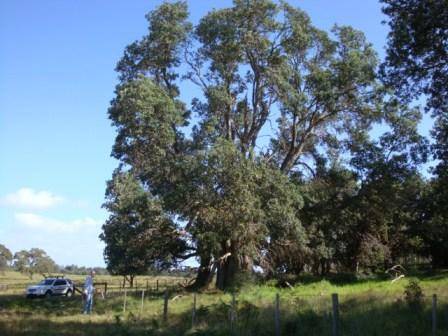 T12129 Banksia integrifolia