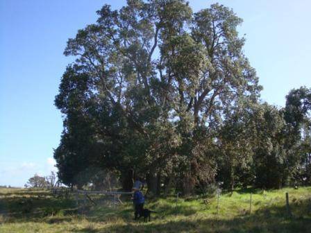 T12129 Banksia integrifolia