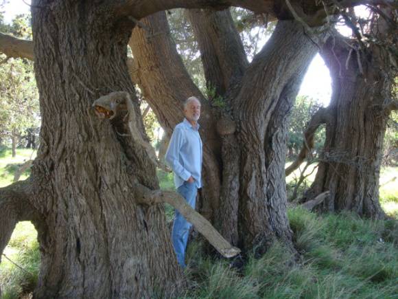 T12129 Banksia integrifolia trunks