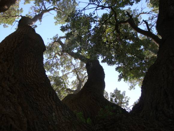 T12129 Banksia integrifolia
