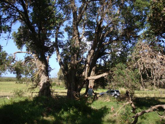T12129 Banksia integrifolia
