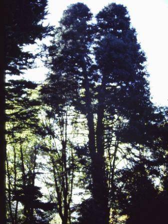 T11523 Abies pinsapo 