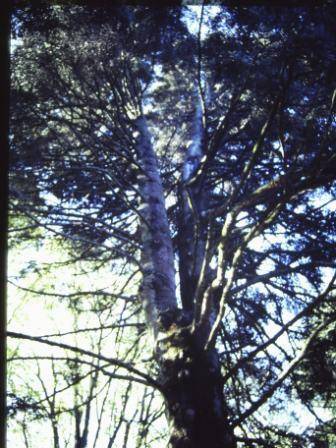 T11523 Abies pinsapo