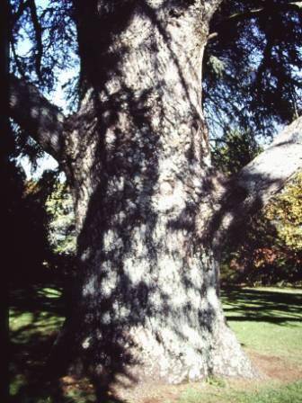 T11524 Cedrus atlantica f. glauca