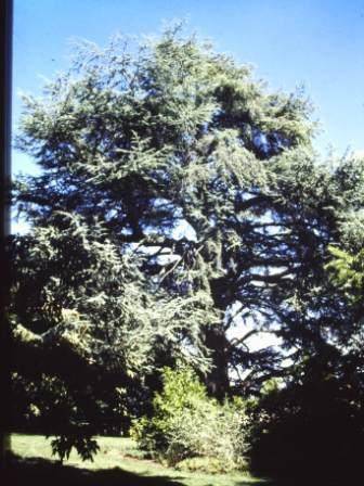 T11524 Cedrus atlantica f glauca 