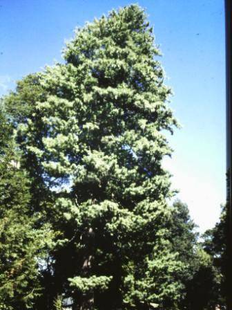 T11525 Pinus wallichiana 
