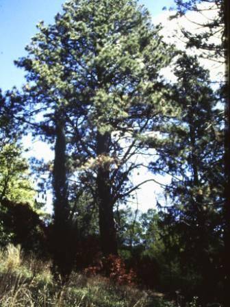 T11526 Pinus ponderosa 