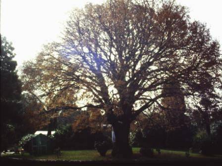 T11527 Tilia cordata 