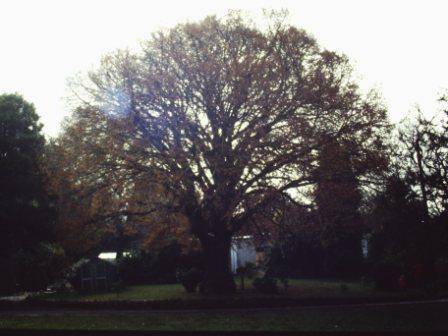 T11527 Tilia cordata