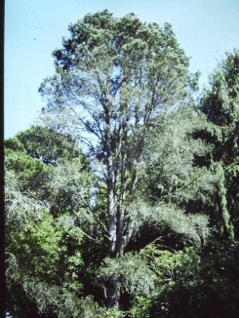T11528 Pinus quadrifolia 