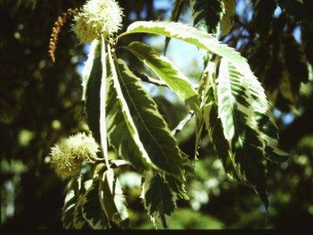 T11529 Castonea sativa albo-marginata