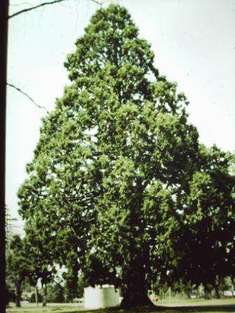 T11531 Sequoiadendron giganteum
