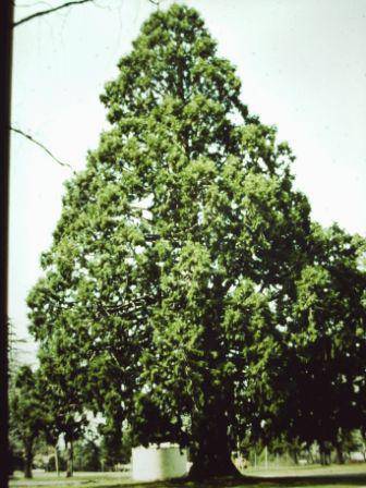 T11531 Sequoiadendrum giganteum
