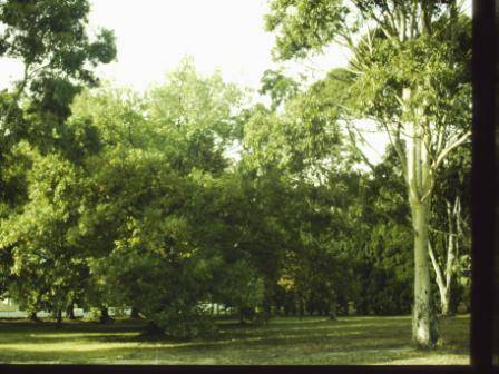 T11536 Quercus faginea
