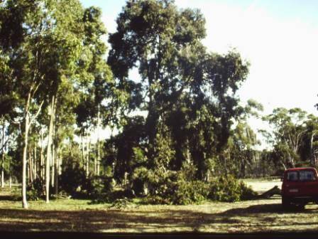 T11541 Corymbia maculata 