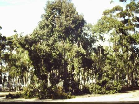 T11541 Corymbia maculata
