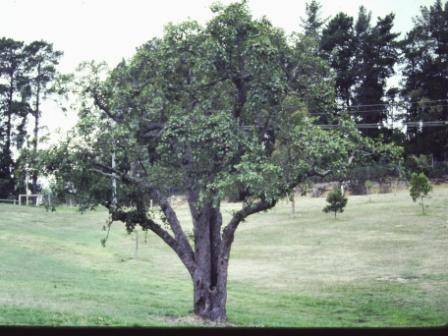 T11548 Pyrus communis 