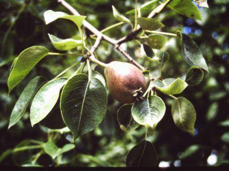 T11548 Pyrus comunis 