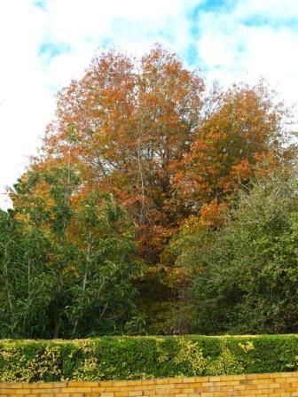 T12165 Quercus palustris Autumn