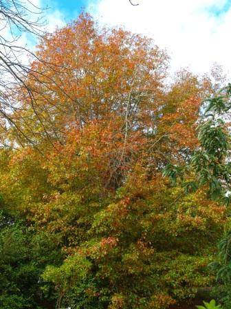 T12164 Quercus palustris Atumn