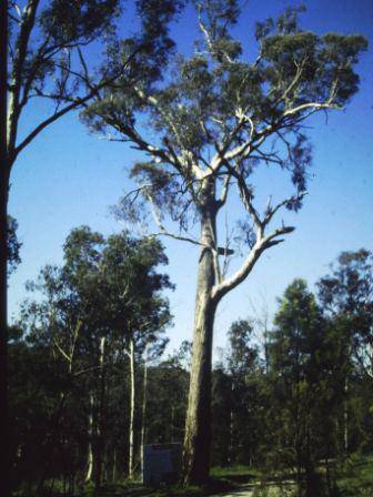 T11559 Eucalyptus melliodora 