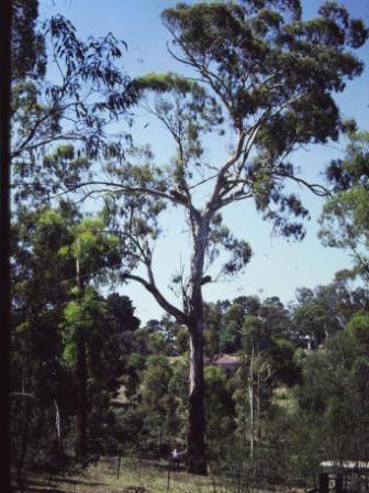 T11559 Eucalyptus melliodora 