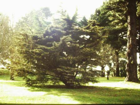 T11570 Hesperocyparis macrocarpa hodginsii