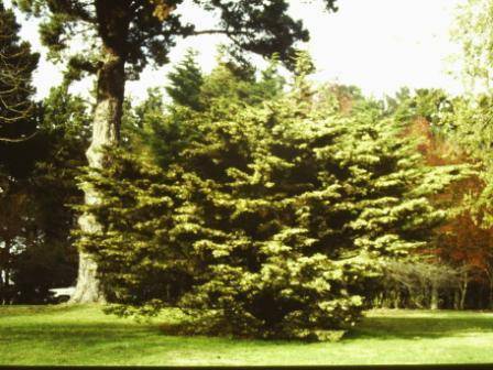 T11570 Hespercyoparis macrocarpa hodginsii